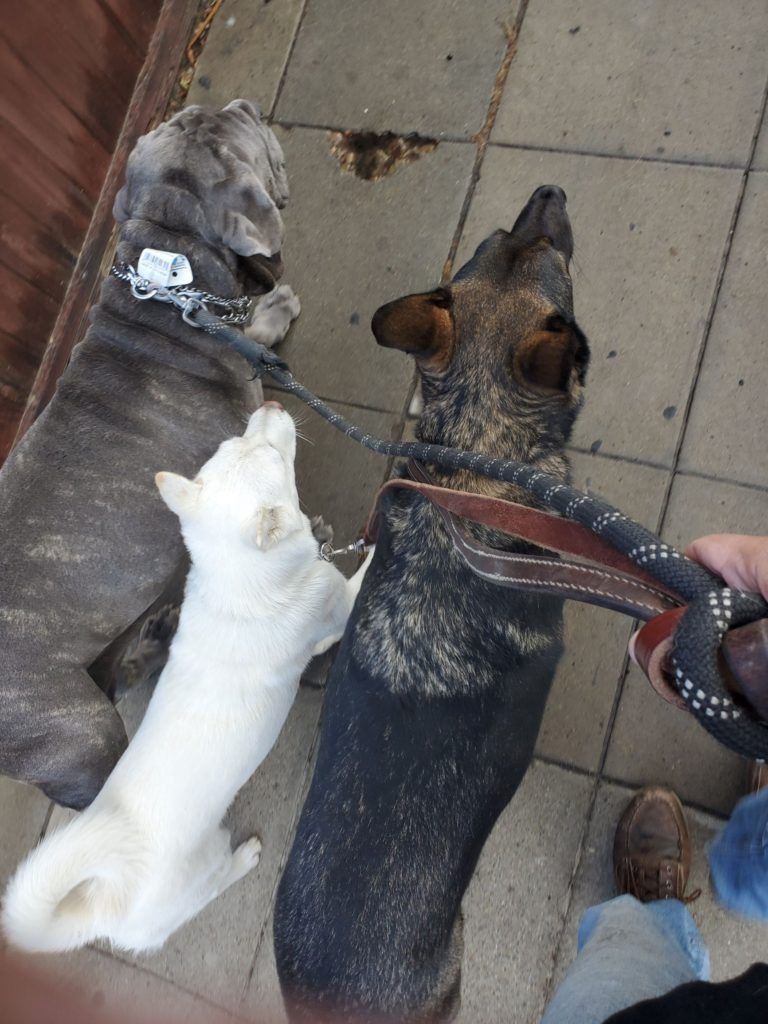 A person is walking three dogs on a leash