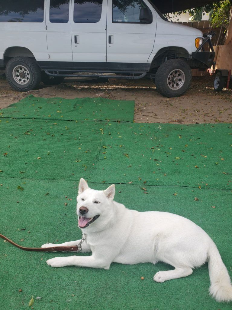 A white dog is laying on the grass in front of a white van