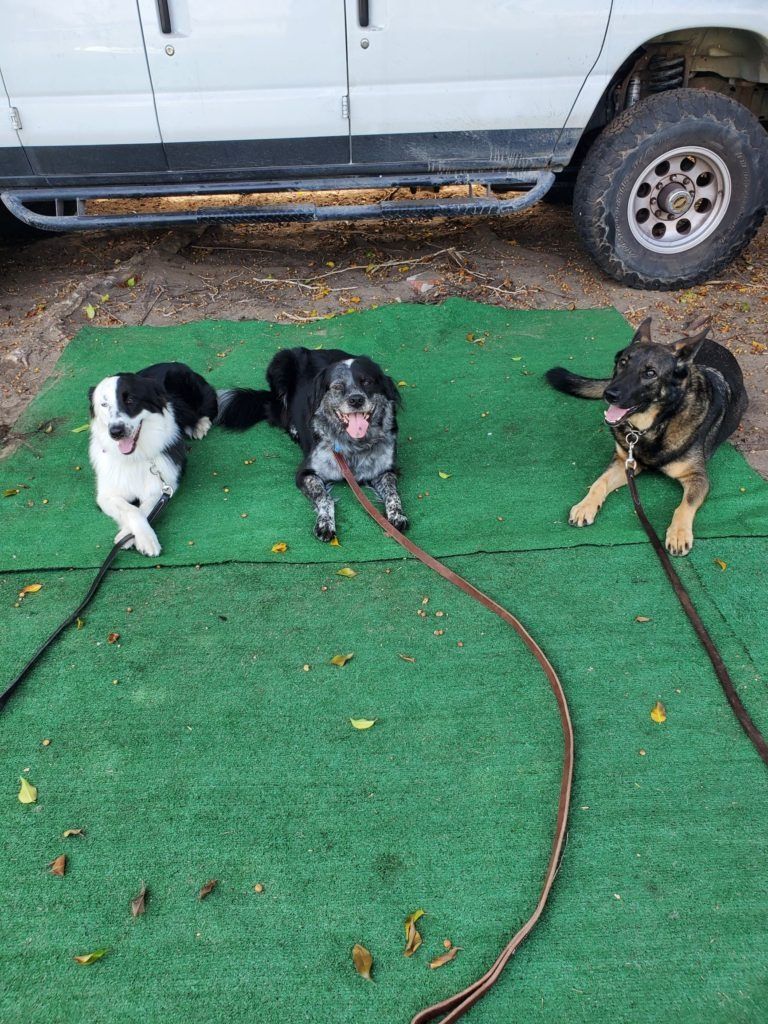 Three dogs are laying on a green mat in front of a white van.