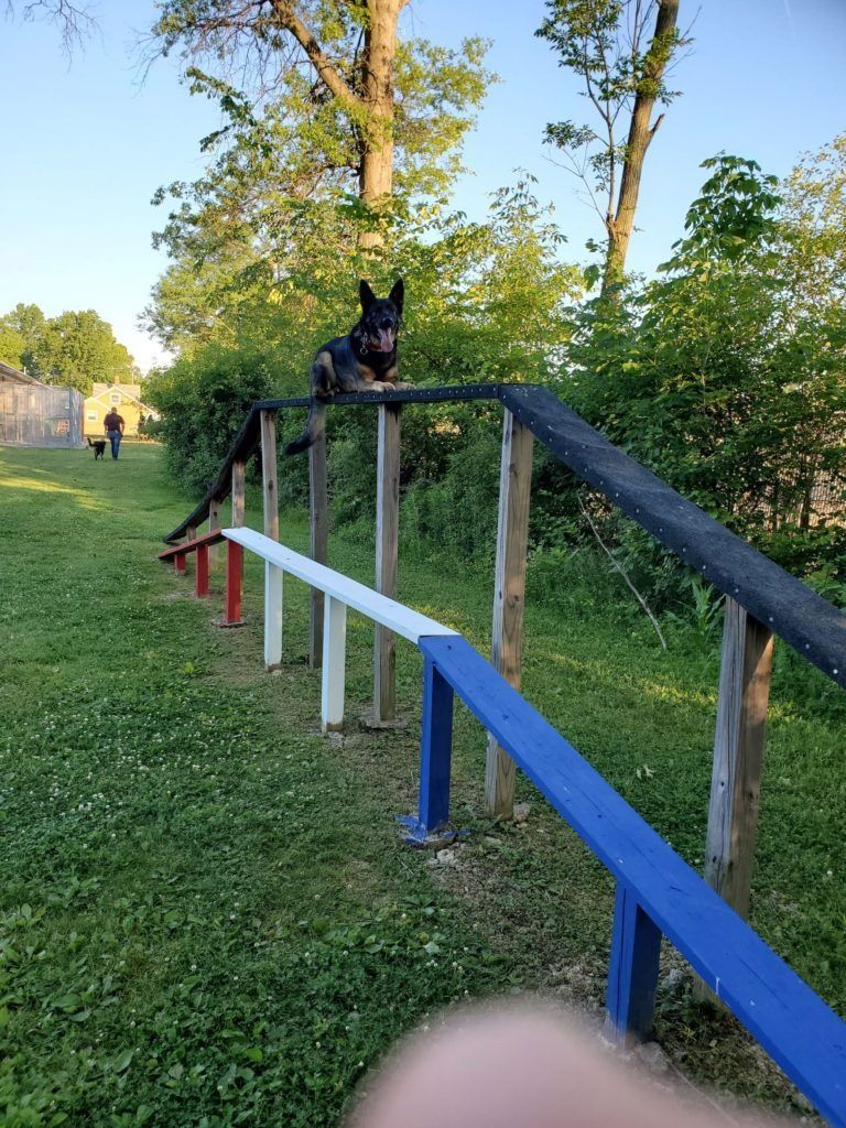 A dog is jumping over a wooden fence in a park.