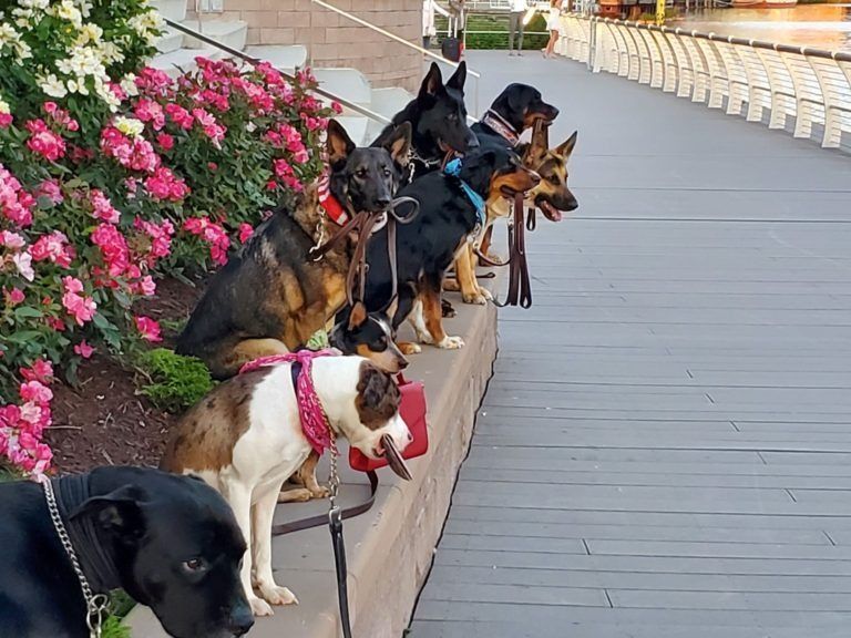 A group of dogs are sitting next to each other on a sidewalk.