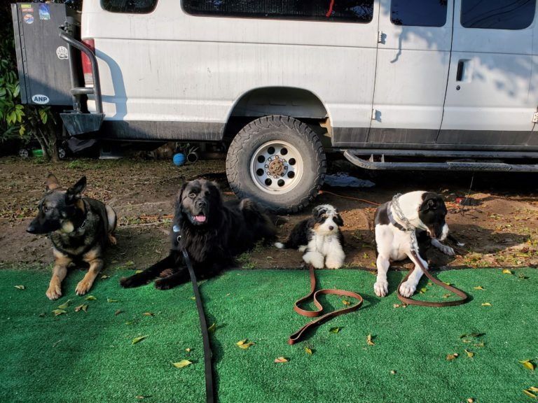 A group of dogs are laying in front of a white van.