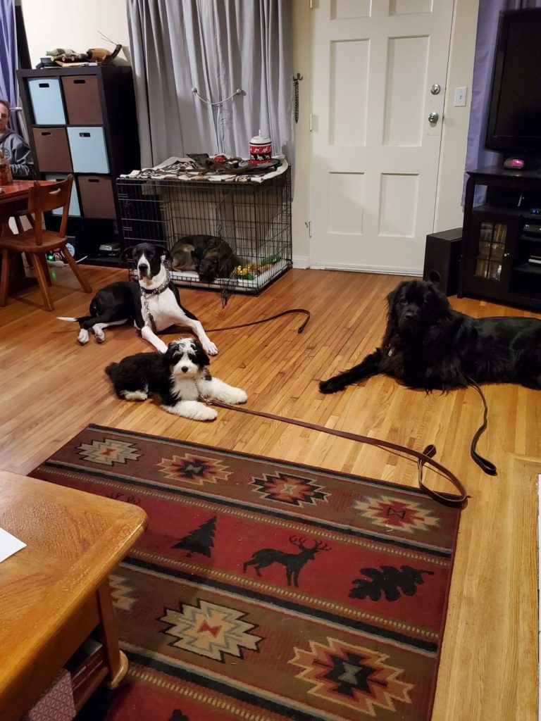 A group of dogs are laying on a rug in a living room.