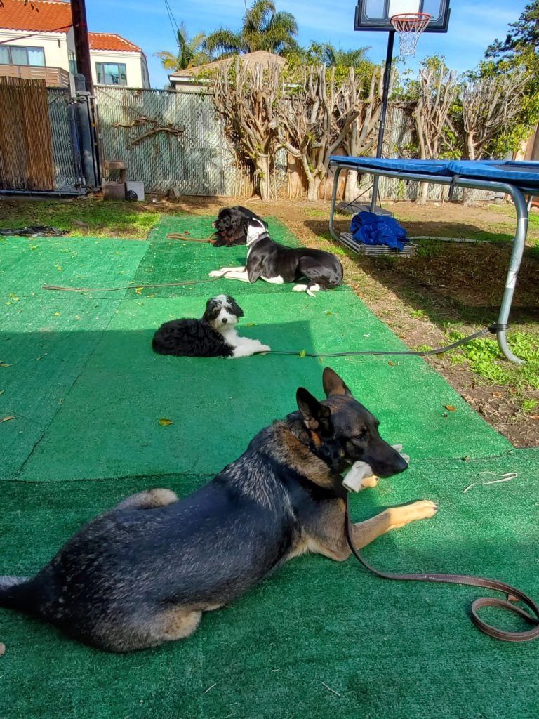 A group of dogs are laying on a green carpet in a backyard.