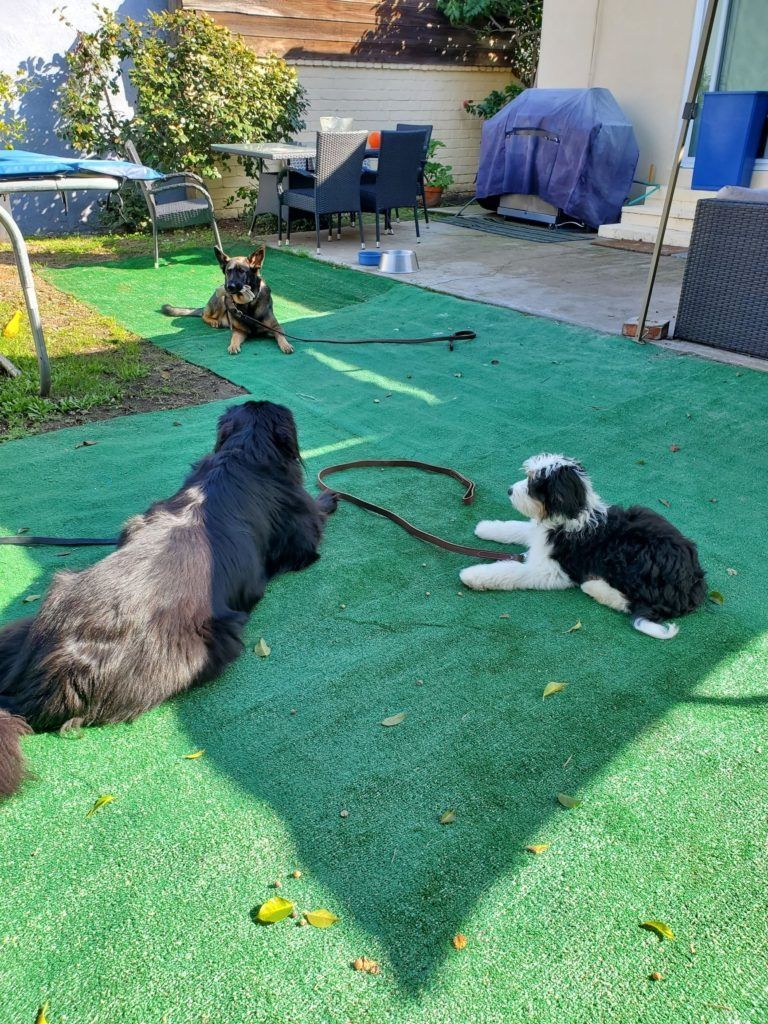 Two dogs are laying on a green lawn in a backyard.