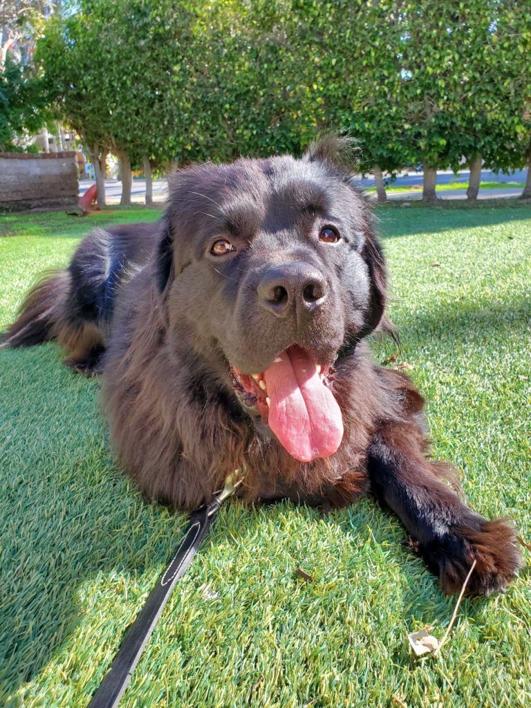A black dog is laying on the grass with its tongue hanging out.