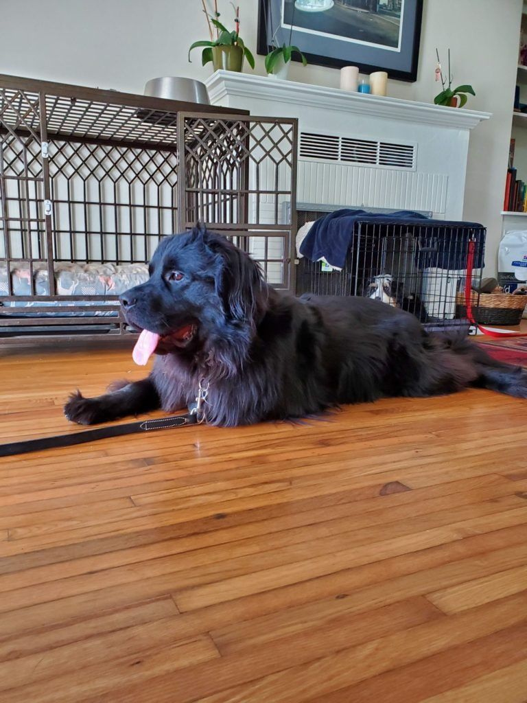 A black dog is laying on a wooden floor next to a cage.