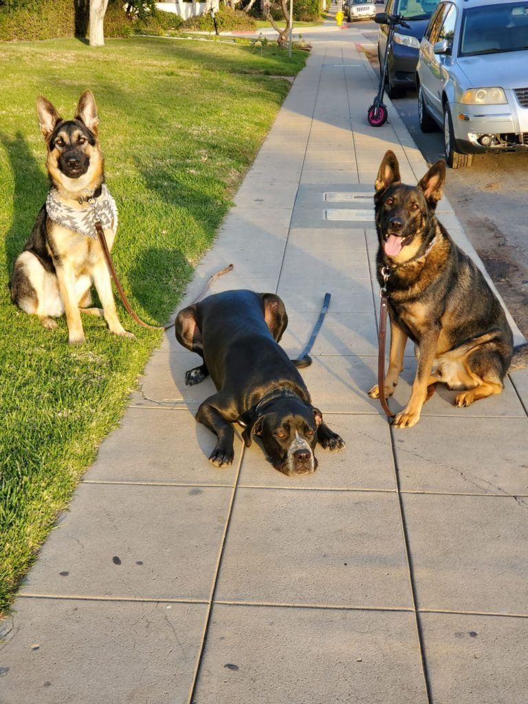 Three dogs are sitting and laying on a sidewalk.