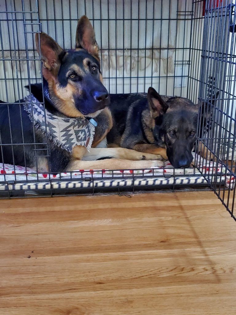 Two german shepherd dogs are laying in a cage on a wooden floor.