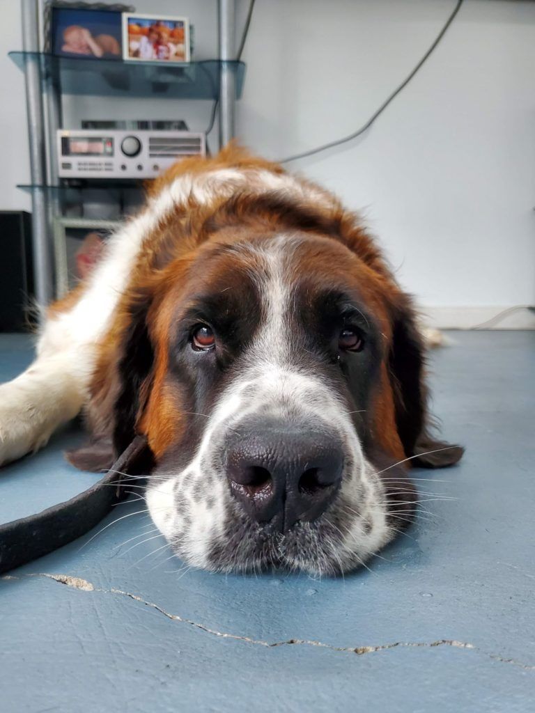 A brown and white dog is laying on the floor and looking at the camera.