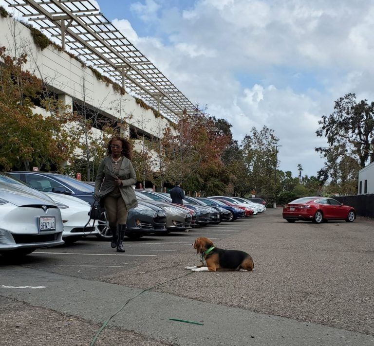 A woman is walking a dog in a parking lot