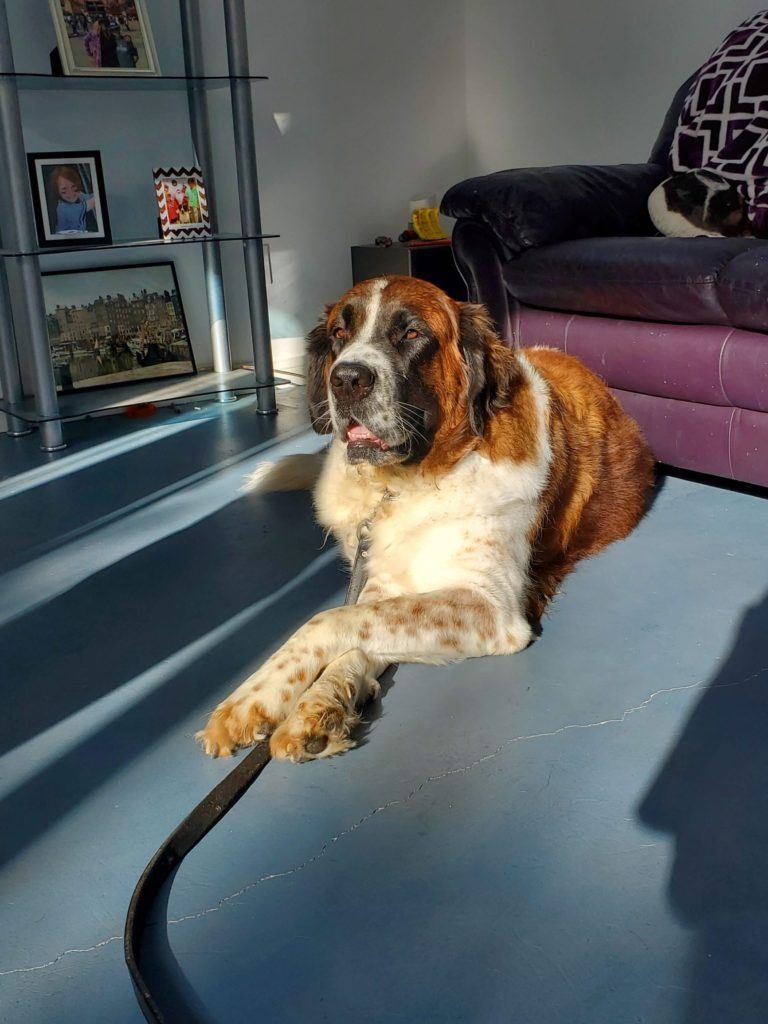 A brown and white dog is laying on the floor in a living room.