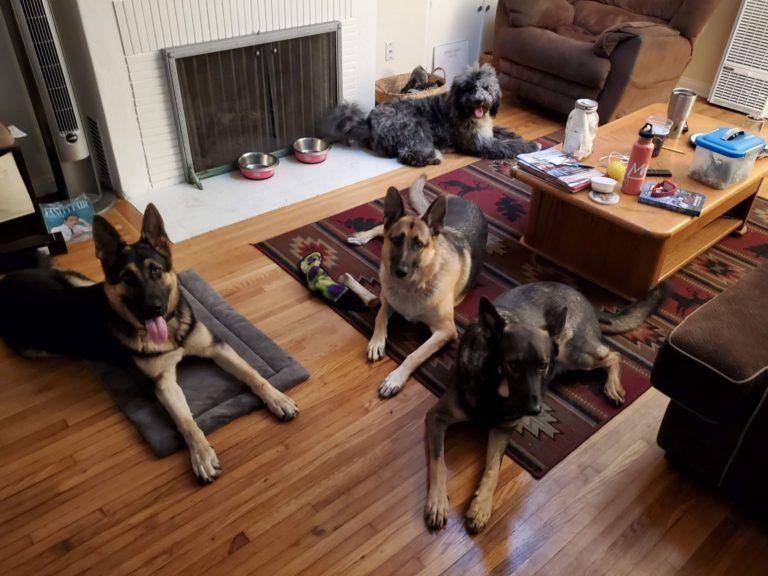 A group of dogs are laying on the floor in a living room