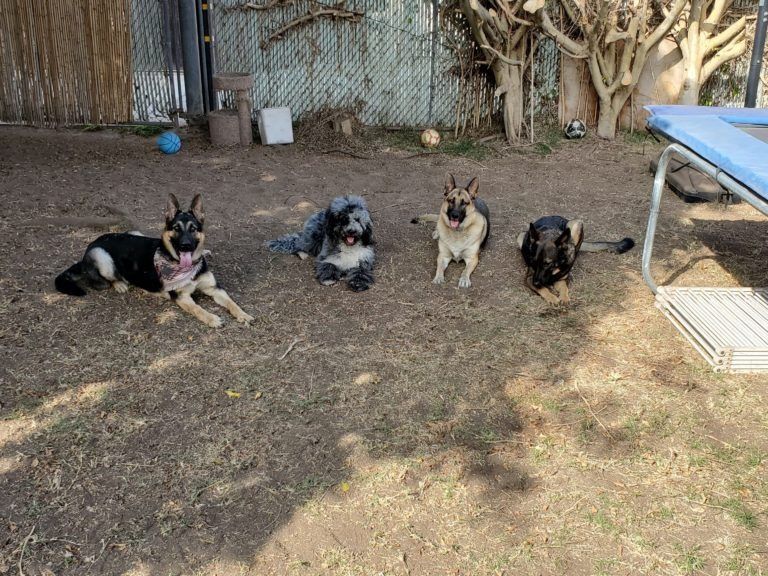 Four german shepherds are laying on the ground in a yard.