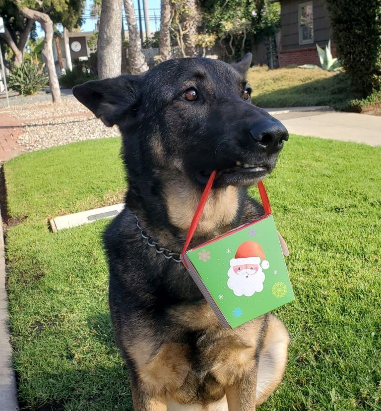 A dog wearing a santa hat is holding a card in its mouth