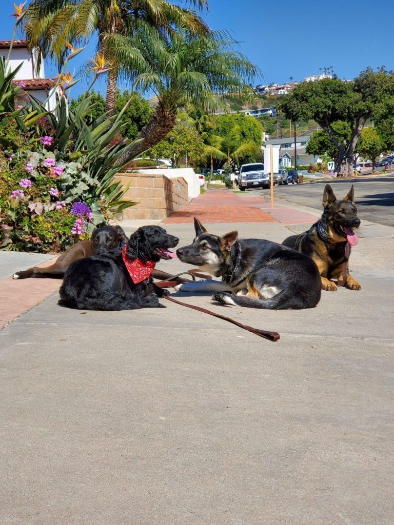 A group of dogs are laying on the sidewalk.