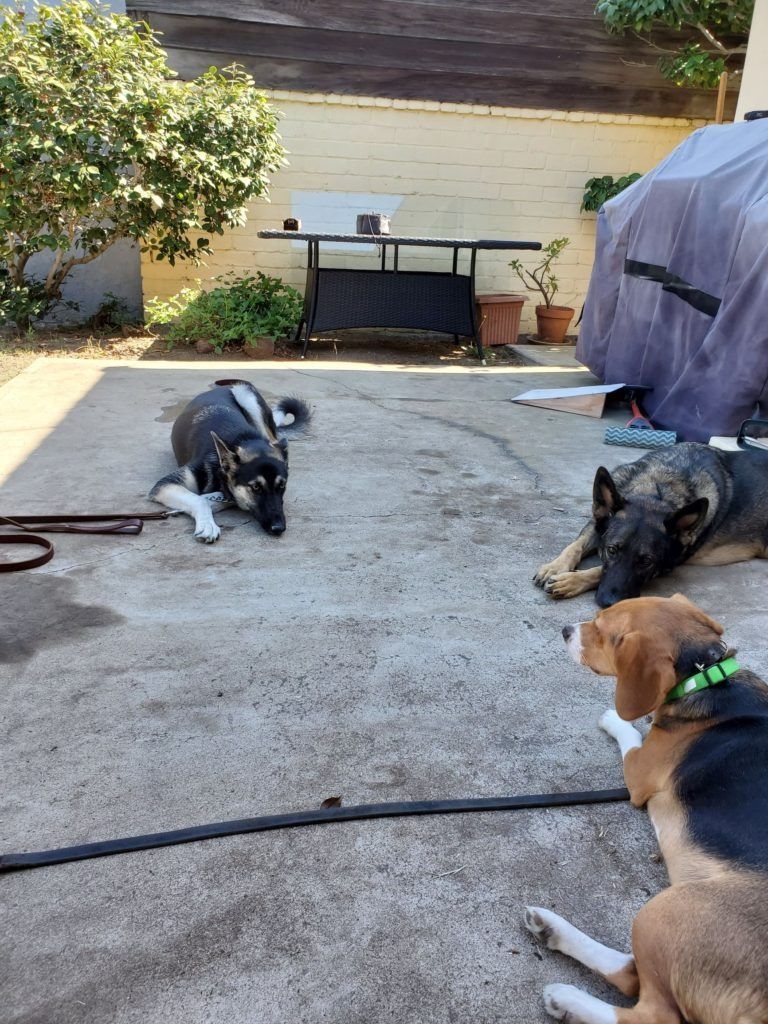 A group of dogs are laying on the ground in a backyard.