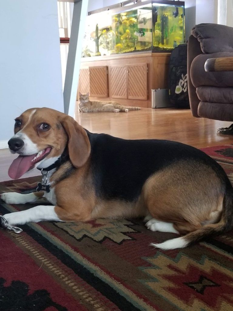 A beagle dog is laying on a rug in a living room.