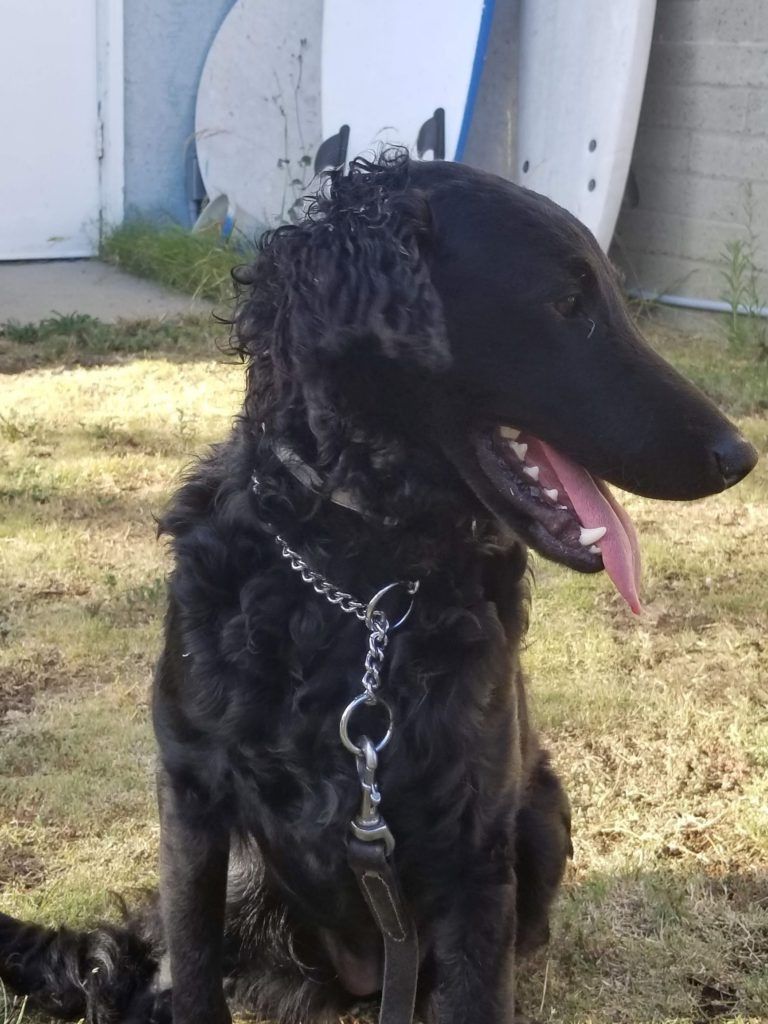 A black dog is sitting in the grass with its tongue hanging out