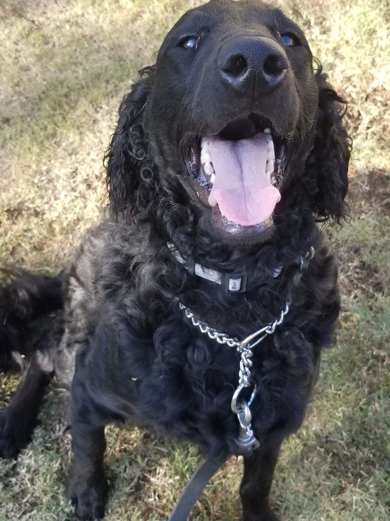 A black dog is sitting in the grass with its tongue hanging out