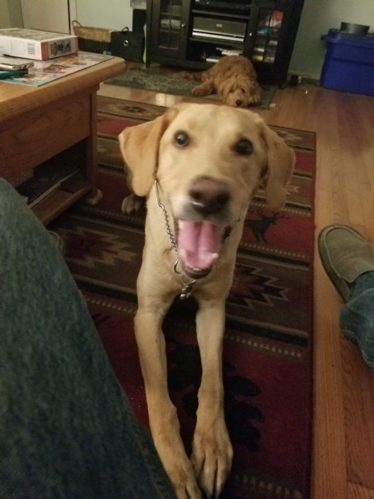 A dog with its tongue out standing next to a person