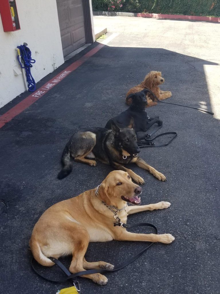 Four dogs are laying on the ground in a parking lot