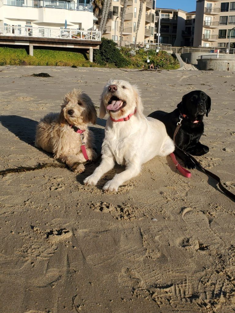 Three dogs are laying in the sand on the beach.