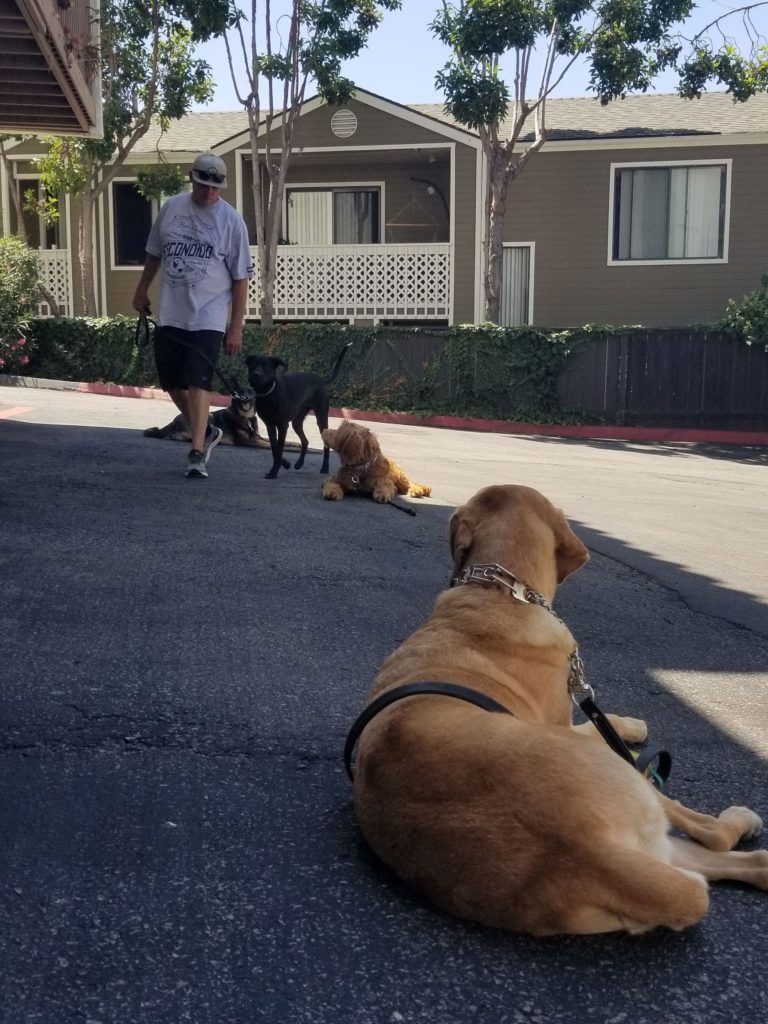A man is walking three dogs in front of a house.