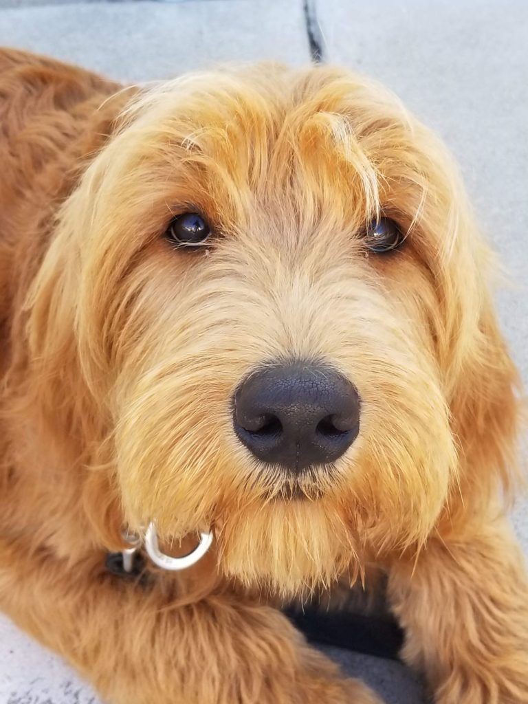 A close up of a dog laying on a couch looking at the camera.