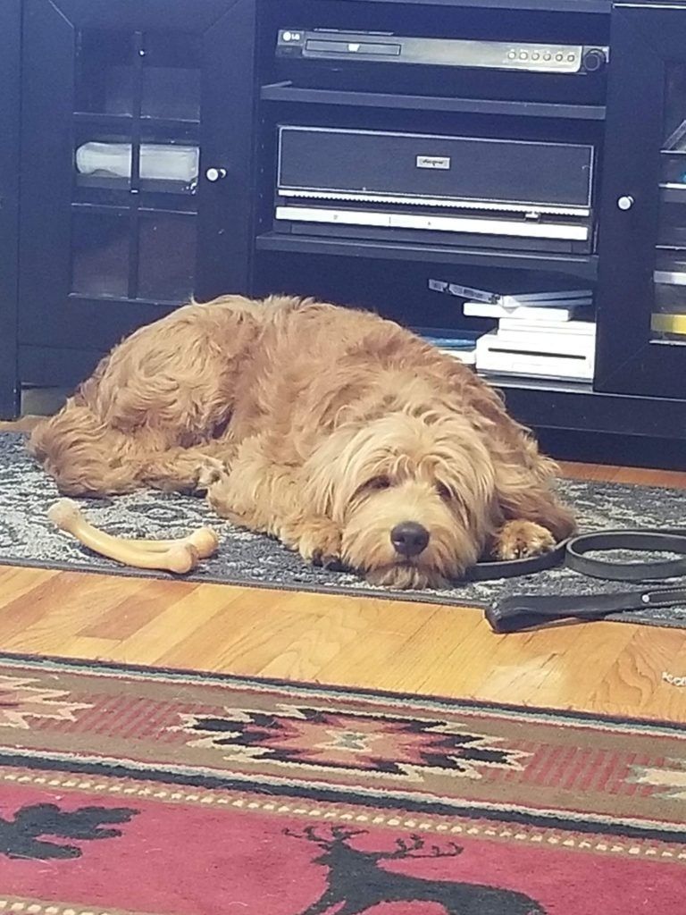 A dog is laying on a rug next to a remote control