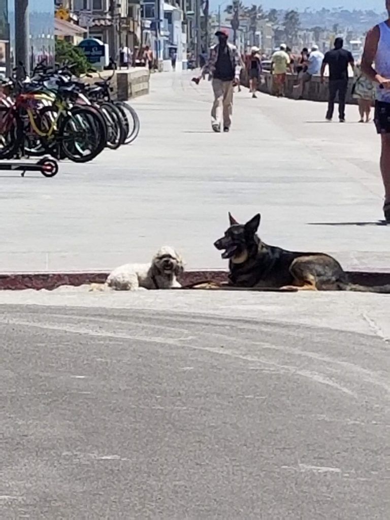 A couple of dogs are laying on the side of the road.