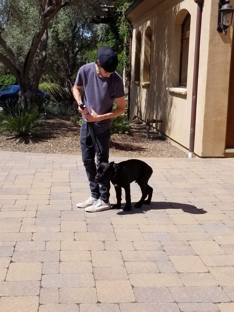 A man is walking a small black dog on a leash.