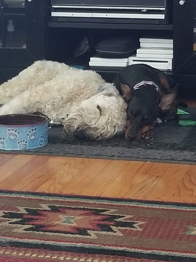 Two dogs are sleeping in a living room next to a bowl of dog food.