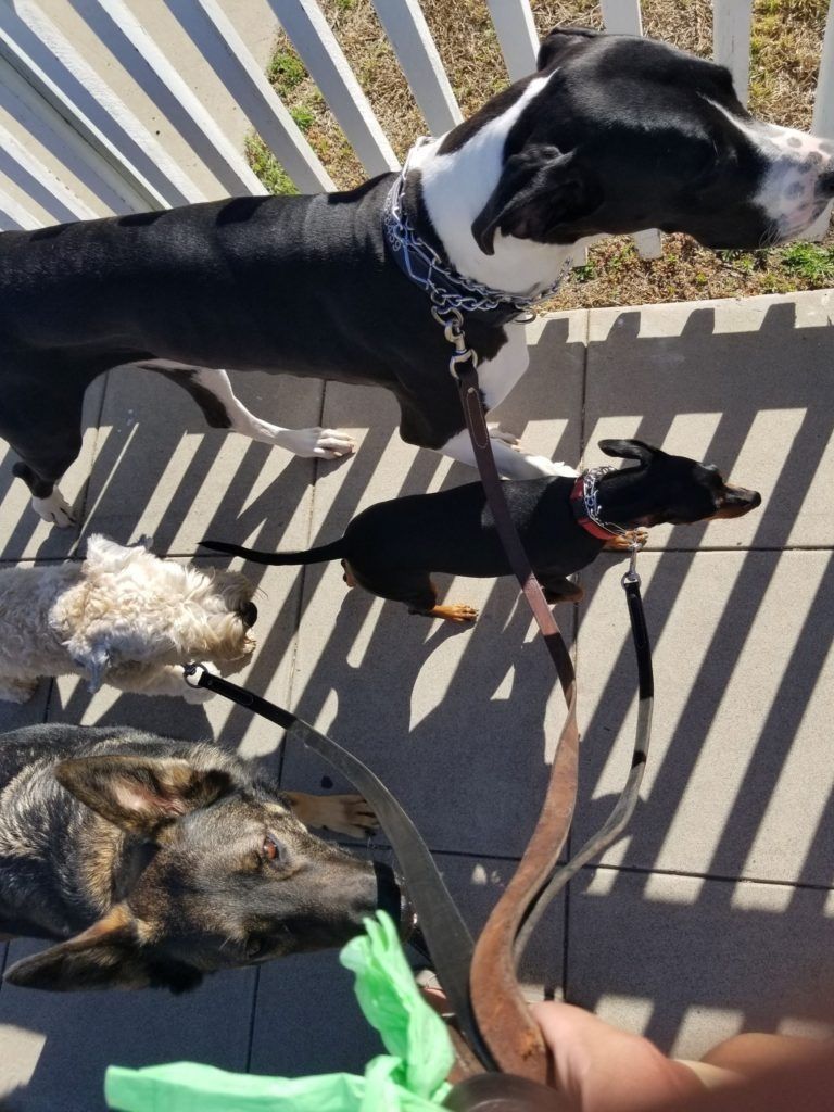 Three dogs on leashes are walking on a sidewalk