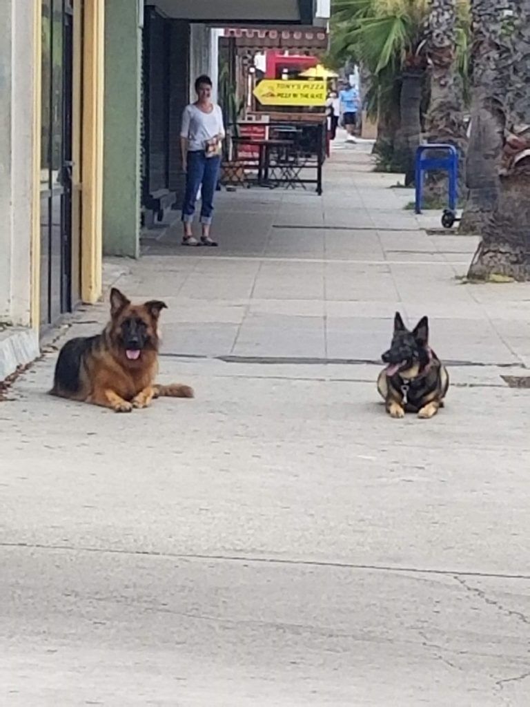 Two german shepherds are laying on the sidewalk in front of a building