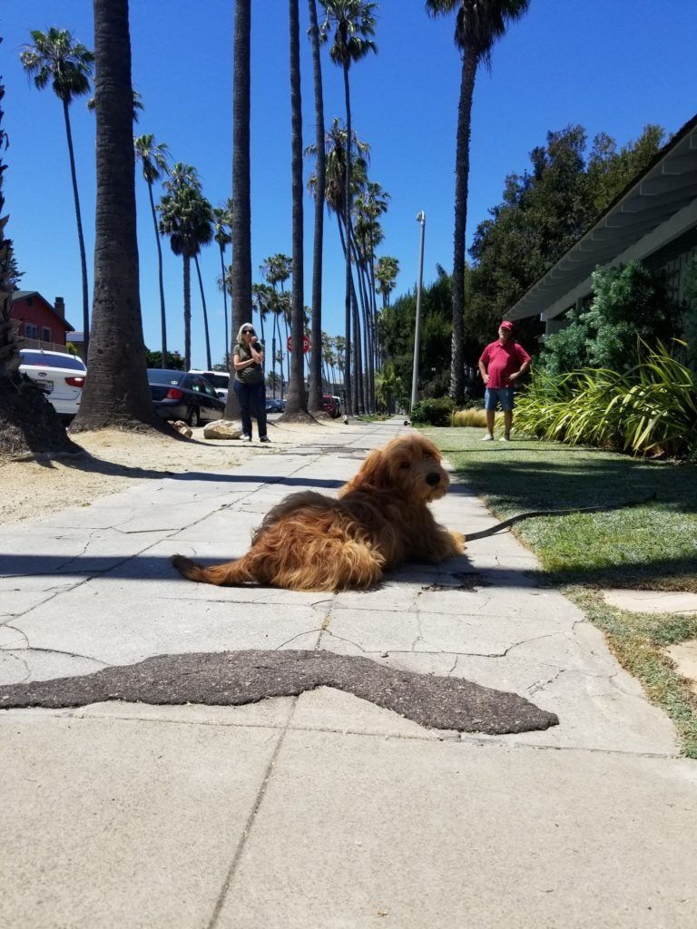 A dog laying on a sidewalk with palm trees in the background
