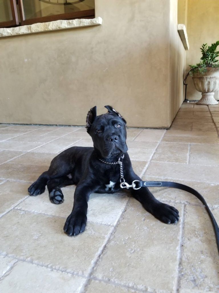 A black puppy is laying on a tiled floor on a leash.