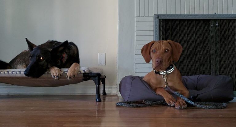 Two dogs are laying on a dog bed in a living room.