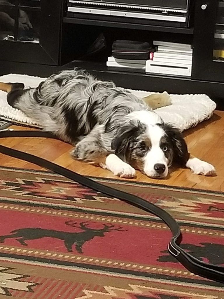 A black and white dog is laying on a rug on the floor.