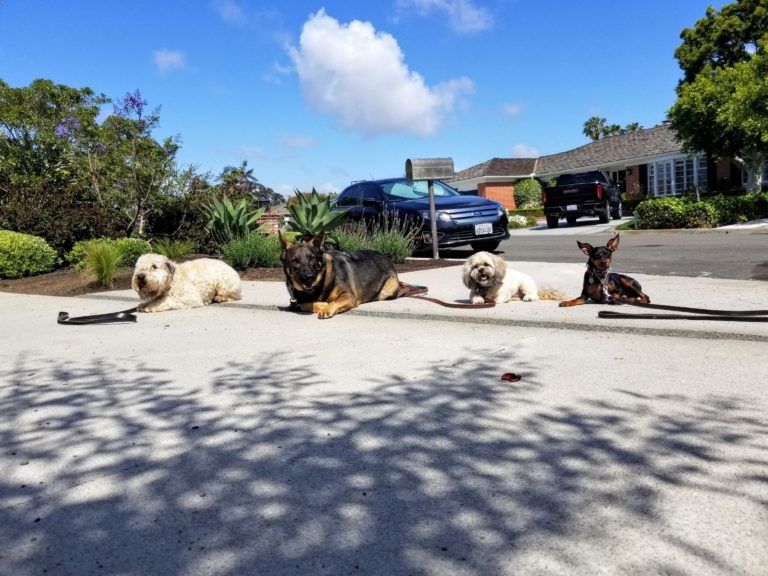 A group of dogs are laying on the side of the road