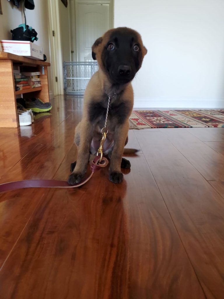 A puppy is sitting on a wooden floor on a leash.