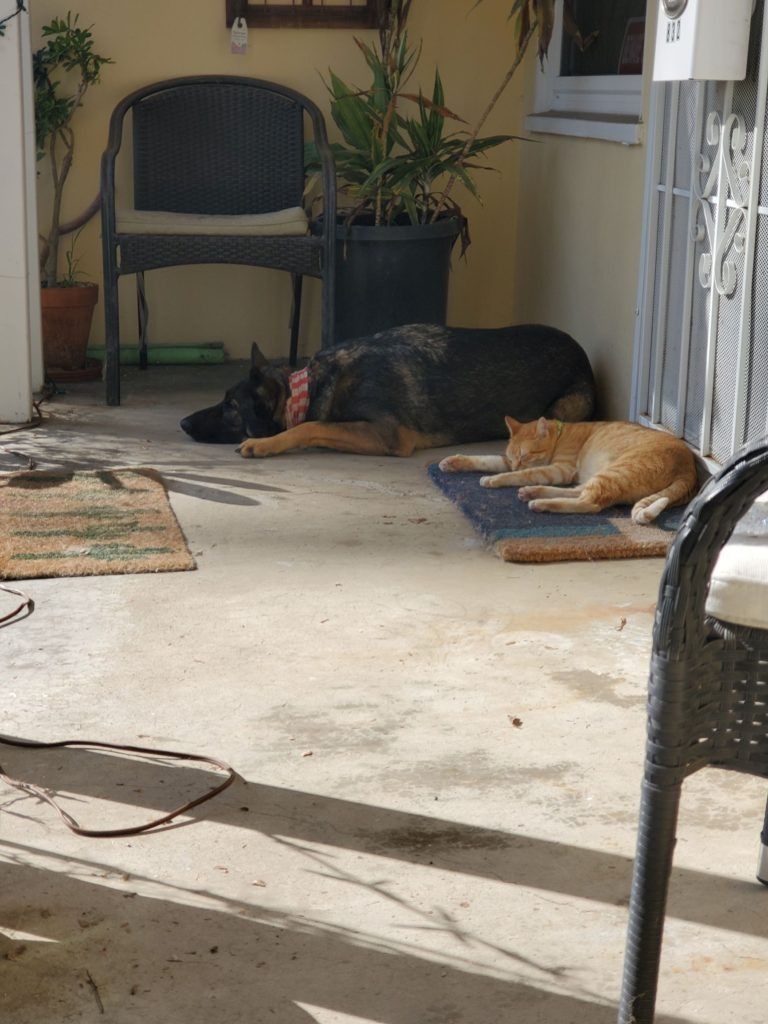 A dog and a cat are laying on a porch