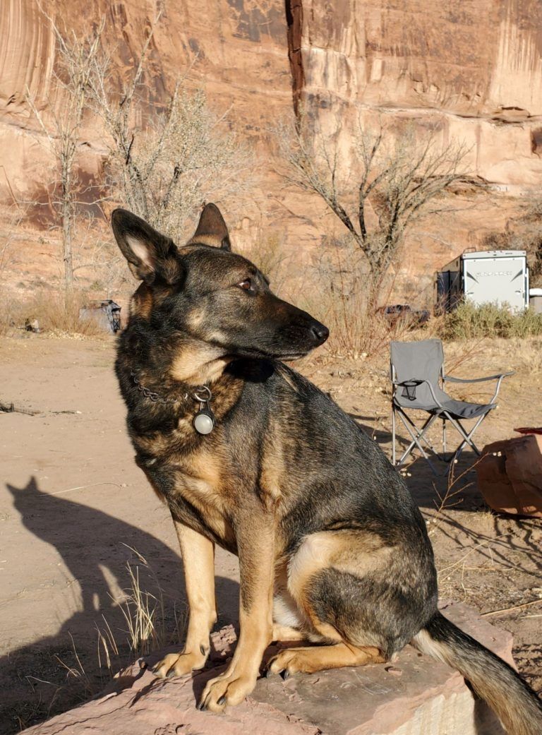 A german shepherd dog is sitting on a rock in the desert.