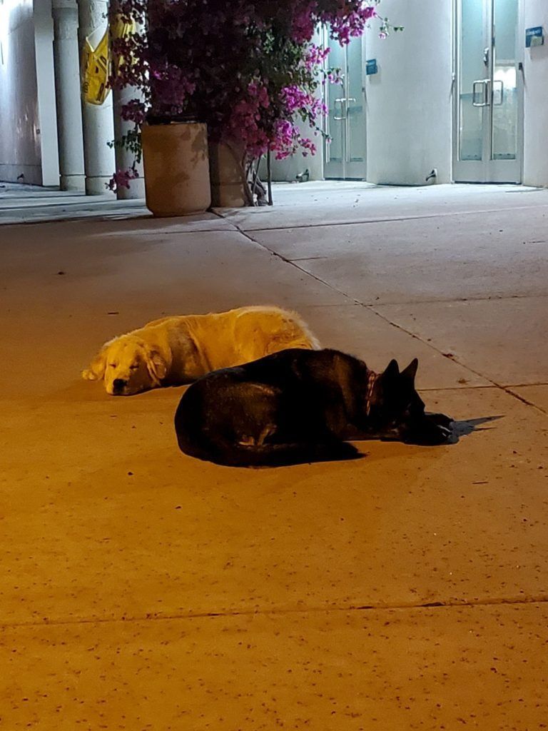 Two dogs are laying on the sidewalk in front of a building