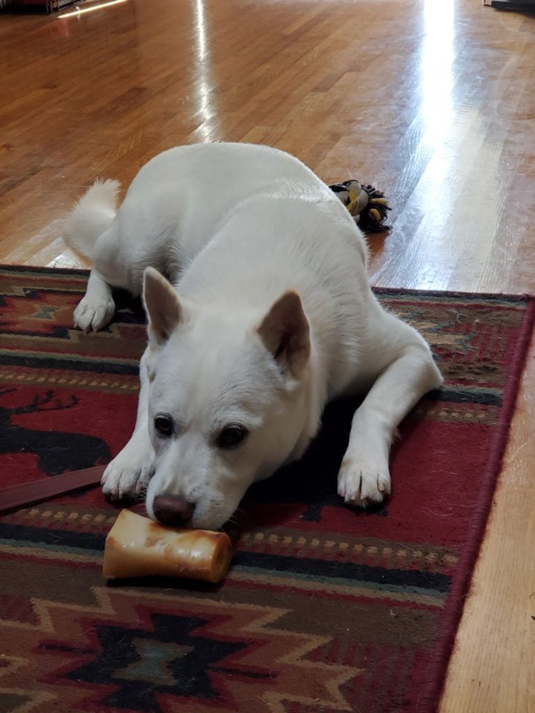 A white dog is laying on a rug eating a bone