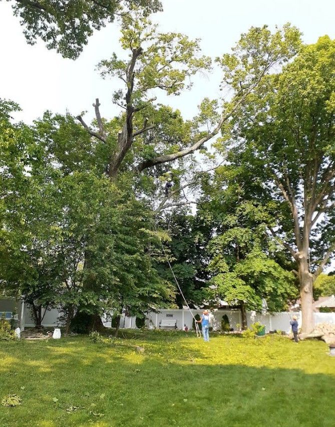 Grassy yard with tall trees, a white fence, and two people standing near the right side.