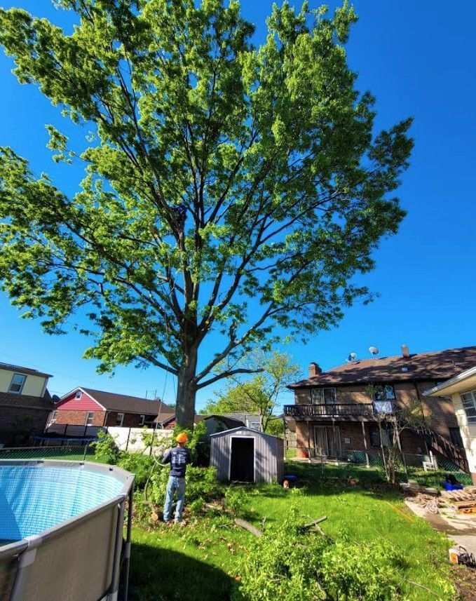 Person trimming a large tree in a sunny backyard beside a shed and pool