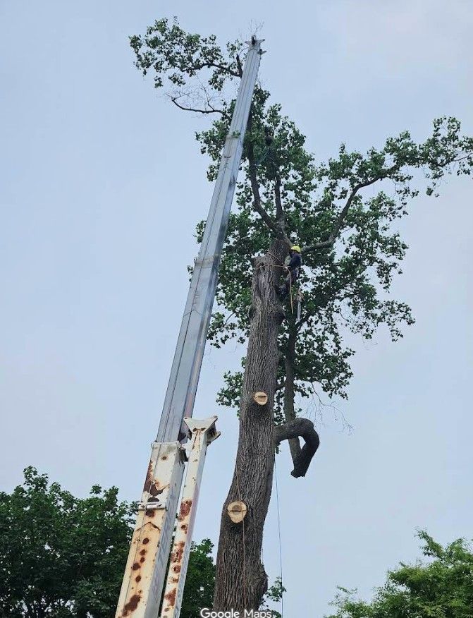 Worker trimming a tall tree beside a raised boom lift under a cloudy sky.