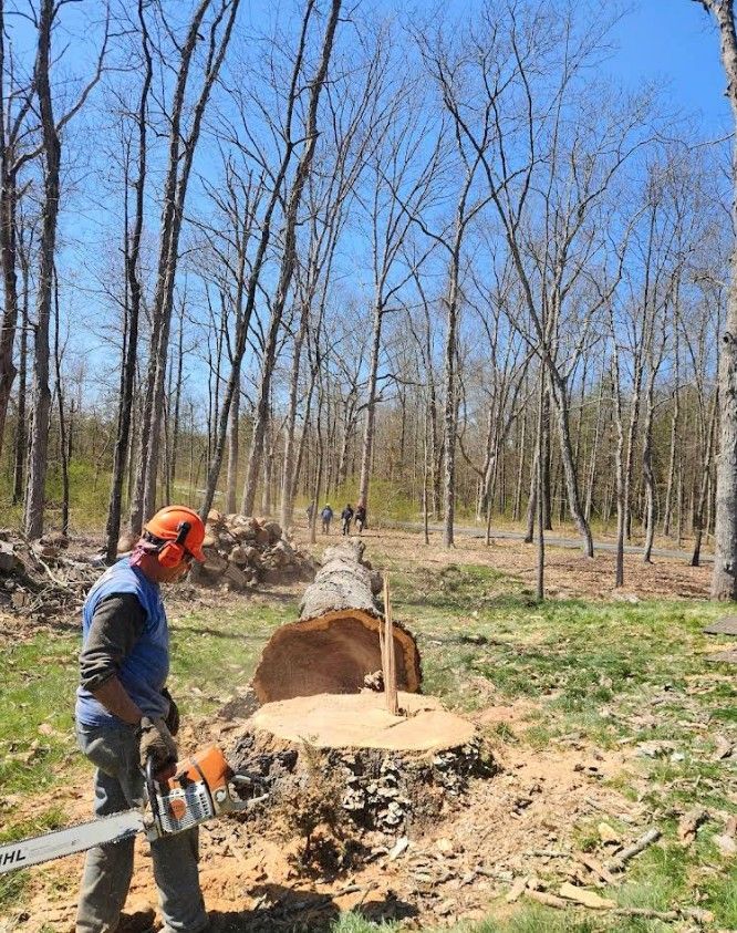Worker using a chainsaw beside a freshly cut tree stump in a leafless forest