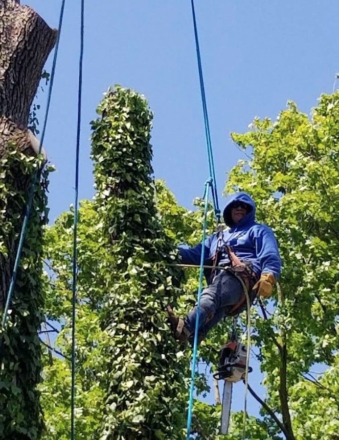 Worker in blue hoodie suspended by ropes, trimming trees under a clear blue sky.